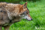 Europese wolf (Canis lupus lupus)