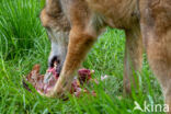 Europese wolf (Canis lupus lupus)