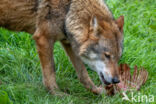 Europese wolf (Canis lupus lupus)