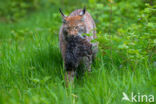 Euraziatische lynx (Lynx lynx)