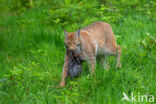 Euraziatische lynx (Lynx lynx)