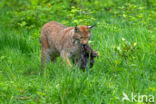 Euraziatische lynx (Lynx lynx)