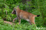 Euraziatische lynx (Lynx lynx)