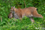 Euraziatische lynx (Lynx lynx)