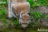 Euraziatische lynx (Lynx lynx)