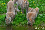 Euraziatische lynx (Lynx lynx)