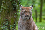 Euraziatische lynx (Lynx lynx)