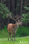 Edelhert (Cervus elaphus)