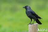 Kauw (Corvus monedula)