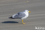 Geelpootmeeuw (Larus michahellis)