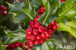 Hulst (Ilex aquifolium)