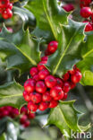 Hulst (Ilex aquifolium)