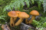 Prachtvlamhoed (Gymnopilus junonius)