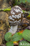 Spechtinktzwam (Coprinus picaceus)