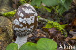 Spechtinktzwam (Coprinus picaceus)