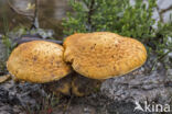 Prachtvlamhoed (Gymnopilus junonius)