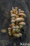 Wollige bundelzwam (Pholiota populnea)