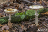 Gele knolamaniet (Amanita citrina)