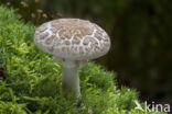 Gele knolamaniet (Amanita citrina)