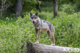 Europese wolf (Canis lupus lupus)