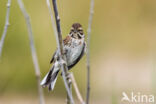 Rietgors (Emberiza schoeniclus)