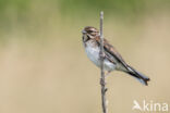 Rietgors (Emberiza schoeniclus)