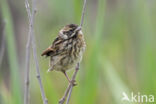 Rietgors (Emberiza schoeniclus)