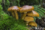 Prachtvlamhoed (Gymnopilus junonius)