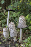 Geschubde inktzwam (Coprinus comatus)