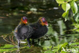 Meerkoet (Fulica atra)