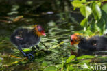 Meerkoet (Fulica atra)