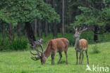 Edelhert (Cervus elaphus)