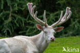 Edelhert (Cervus elaphus)