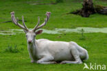 Edelhert (Cervus elaphus)