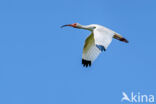 Witte Ibis (Eudocimus albus)