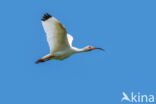 Witte Ibis (Eudocimus albus)