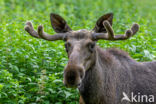 Eland (Alces alces)