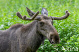 Eland (Alces alces)