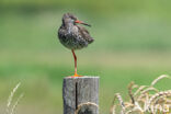 Tureluur (Tringa totanus)