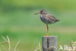 Tureluur (Tringa totanus)