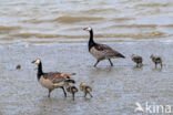 Brandgans (Branta leucopsis)