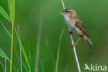 Rietzanger (Acrocephalus schoenobaenus)