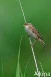 Rietzanger (Acrocephalus schoenobaenus)