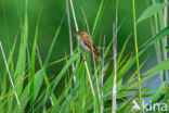 Rietzanger (Acrocephalus schoenobaenus)