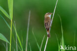 Rietzanger (Acrocephalus schoenobaenus)