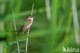 Rietzanger (Acrocephalus schoenobaenus)