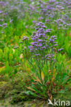 Lamsoor (Limonium vulgare)