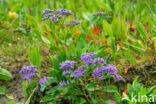 Lamsoor (Limonium vulgare)