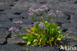 Lamsoor (Limonium vulgare)