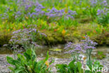 Lamsoor (Limonium vulgare)